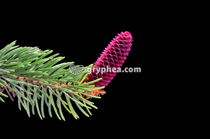 Epicea (Picea abies) - Cône femelle jeune  - gryphea.com